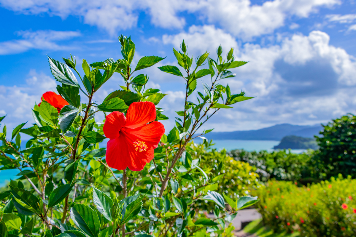 一年を通して温暖な気候