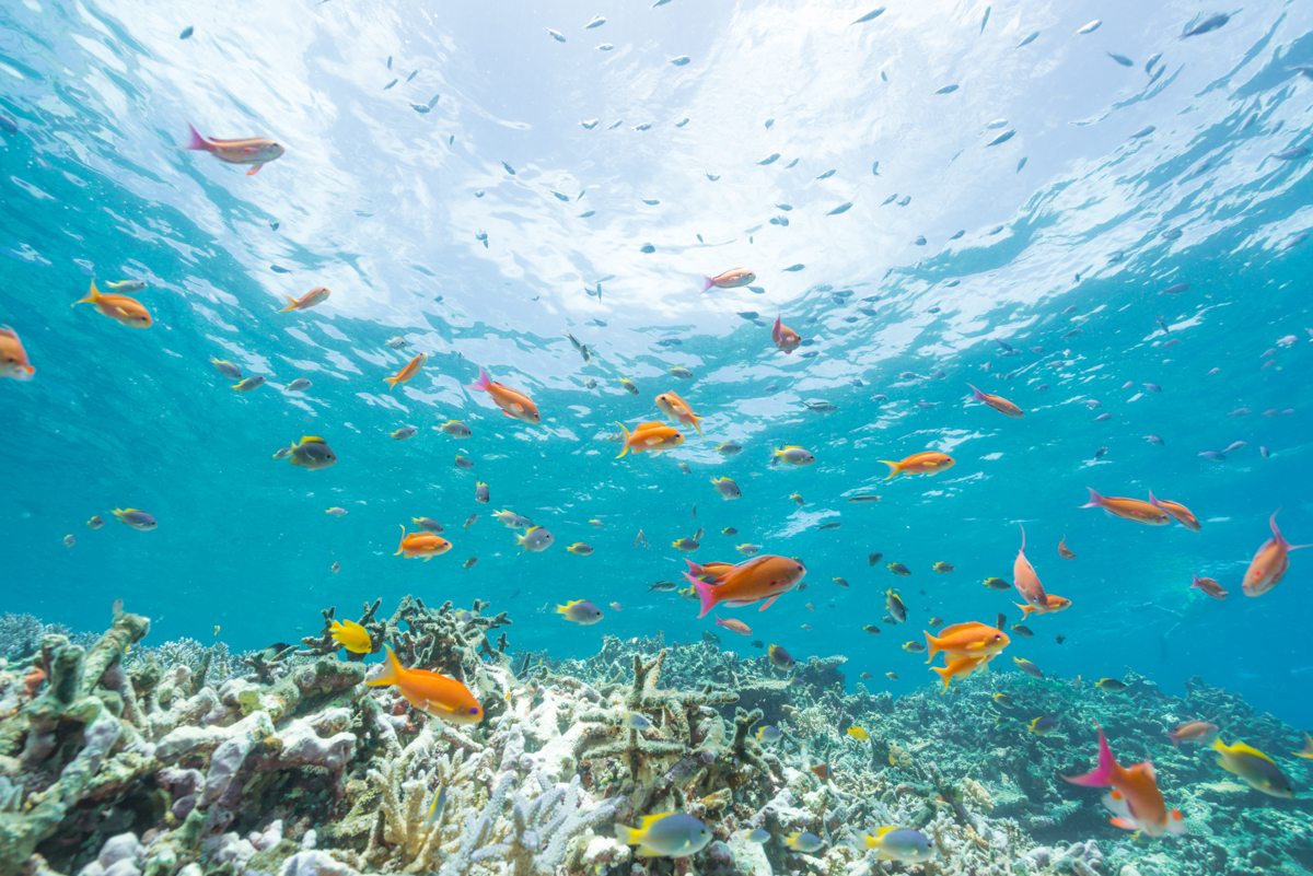 豊富なアクティビティ